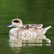 Marbled Duck