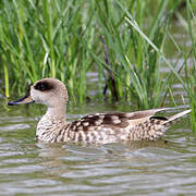 Marbled Duck