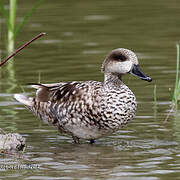 Marbled Duck