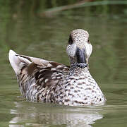 Marbled Duck