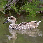 Marbled Duck