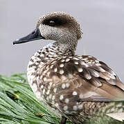 Marbled Duck