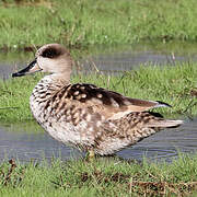 Marbled Duck