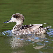 Marbled Duck