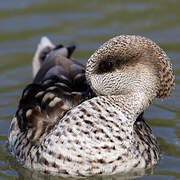 Marbled Duck