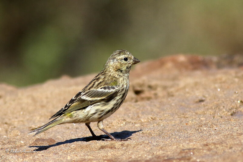 European Serin