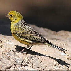 Serin des Canaries