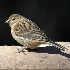 Serin des Canaries