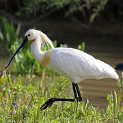 Eurasian Spoonbill