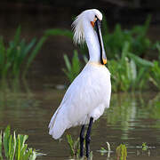 Eurasian Spoonbill