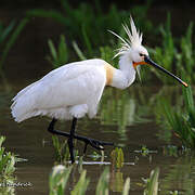 Eurasian Spoonbill