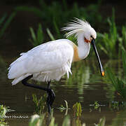 Eurasian Spoonbill