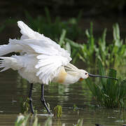 Eurasian Spoonbill