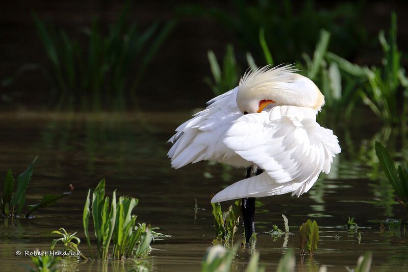 Eurasian Spoonbill