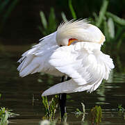 Eurasian Spoonbill