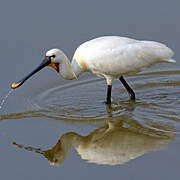 Eurasian Spoonbill