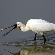 Eurasian Spoonbill