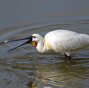 Eurasian Spoonbill