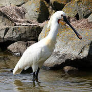 Eurasian Spoonbill