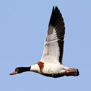 Common Shelduck