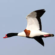 Common Shelduck