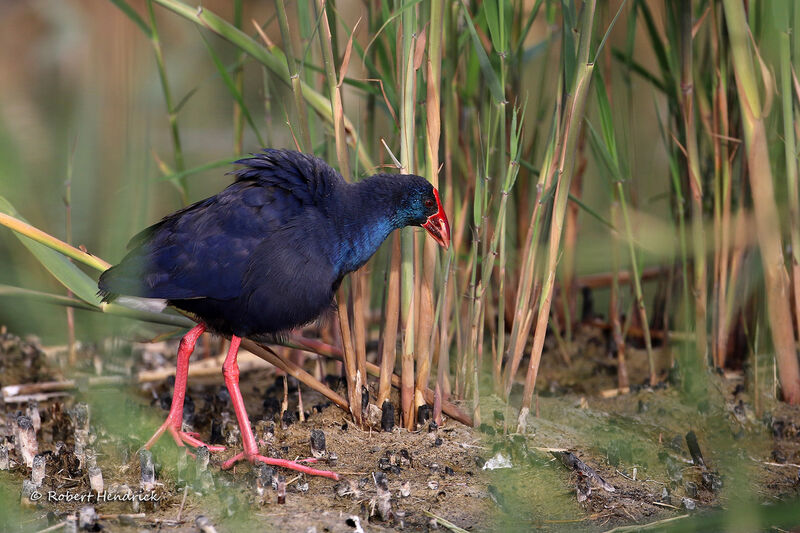 Western Swamphen