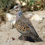 European Turtle Dove