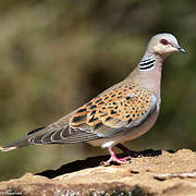 European Turtle Dove