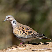 European Turtle Dove