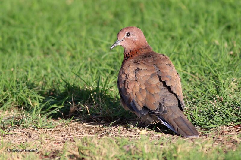 Laughing Dove