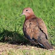 Laughing Dove