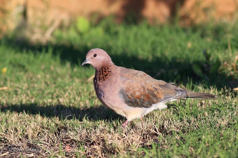 Laughing Dove