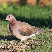 Laughing Dove