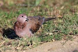 Laughing Dove