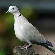 Eurasian Collared Dove