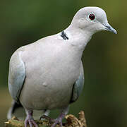 Eurasian Collared Dove