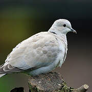 Eurasian Collared Dove