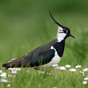 Northern Lapwing