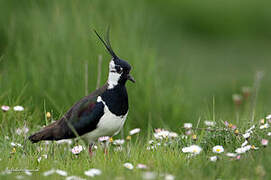 Northern Lapwing