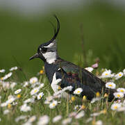 Northern Lapwing