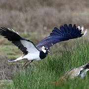 Northern Lapwing