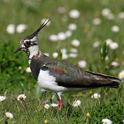 Northern Lapwing