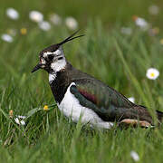 Northern Lapwing