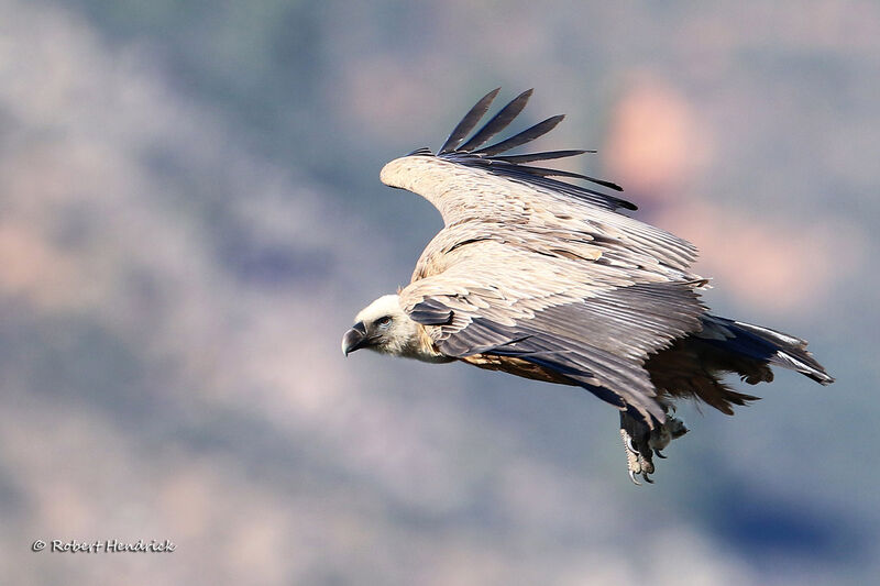 Vautour fauve