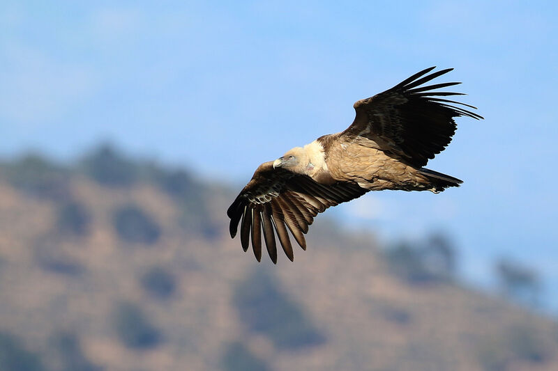 Griffon Vulture