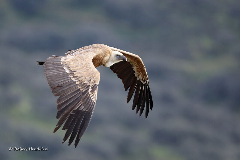 Vautour fauve