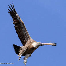 Vautour fauve