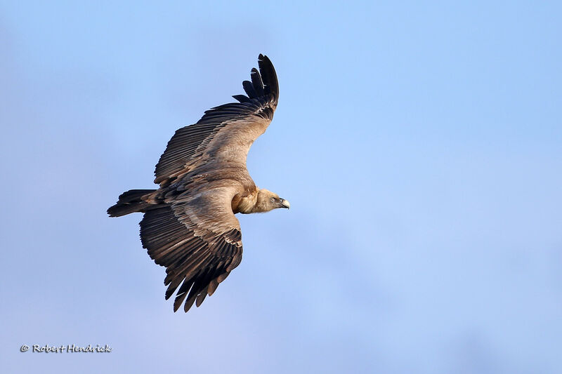 Griffon Vulture