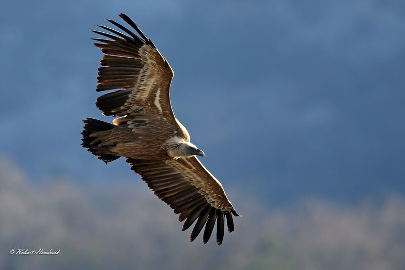 Vautour fauve