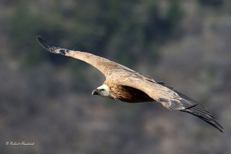 Griffon Vulture